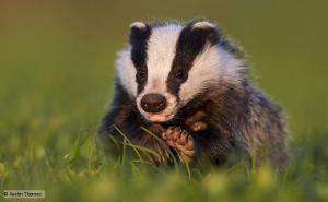 Badger sightings – introducing a new blog aimed at bringing sustainability to Life
